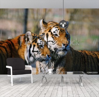 Picture of Zwei Tiger im Portrait schauen in die gleiche Richtung